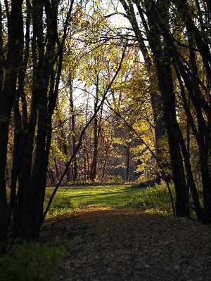 Into the Clearing