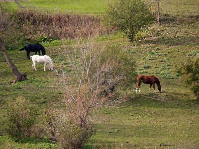 Three Horses on a Hill