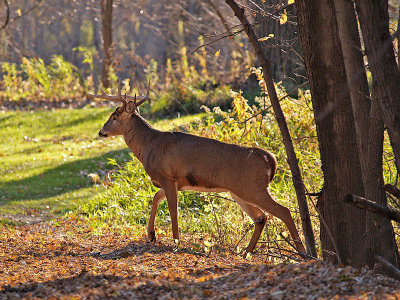 Buck  Crossing Between Woods