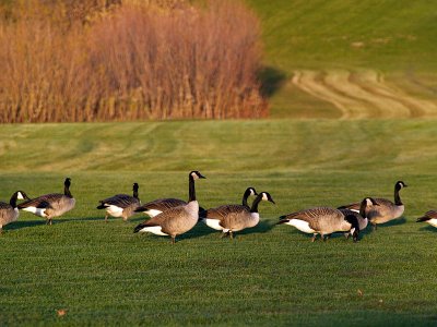 Canada Geese on a Freshly Mown Lawn