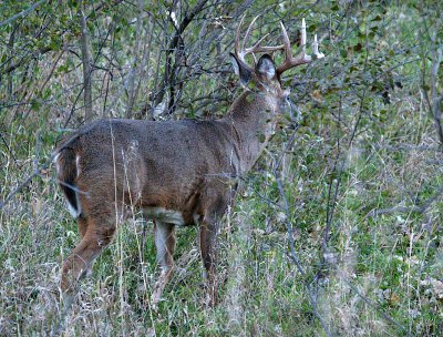 The 10 Point Buck