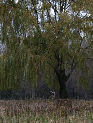 Under My Willow Tree, How Majestic is He!!