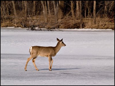 deer on ice