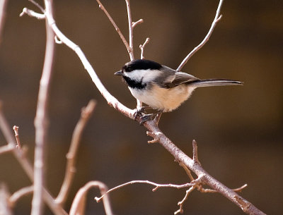 CHickadee