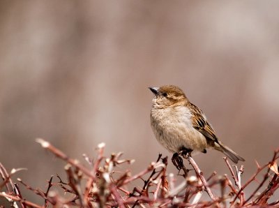 His Eye is on the Sparrow