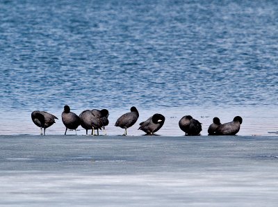 Coots on the Ice rp.jpg