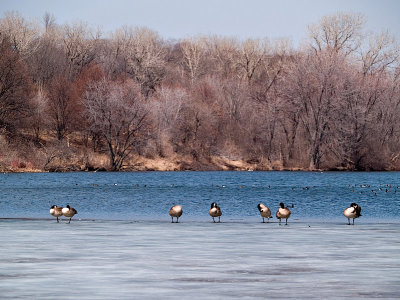 Geese all in a Row rp.jpg