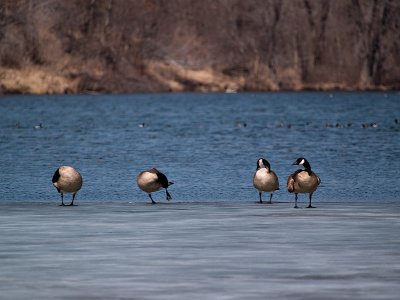 Geese all in a Row_1 rp.jpg