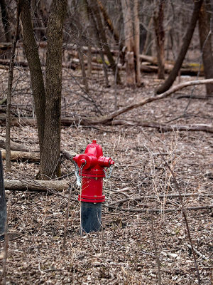 Hydrant in the Woods_1 rp.jpg