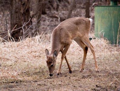 Little Buck, Already had Bumps for Antlers