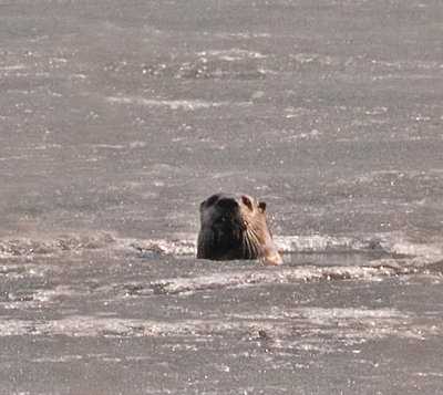 River Otter in the Lake_1 rp.jpg