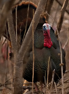 Wild Tom Turkey Full Body