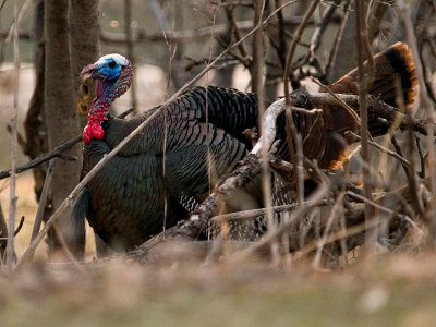 Wild Tom Turkey _1 rp.jpg