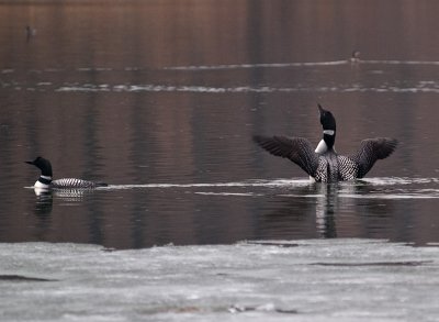 Best Loon Shot 1.jpg