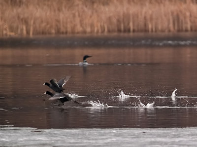 Coots on the Runway