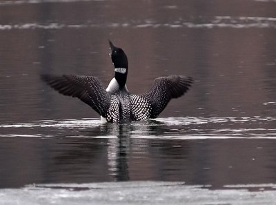 Closer Crop of the Loon