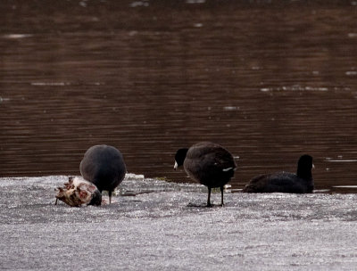 Cannibal Coots