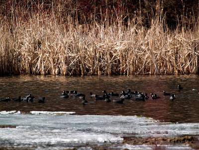 Coots and More Coots