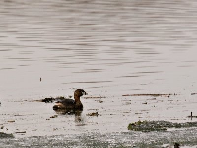 Little Grebe