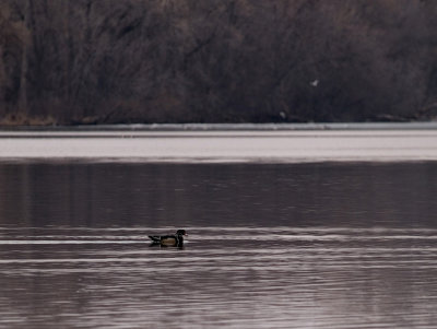 Little Woodduck