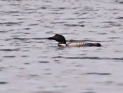 Loons Float so Low in the Water