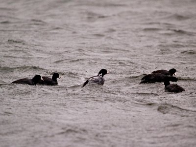 Coots Riding the Storm Out