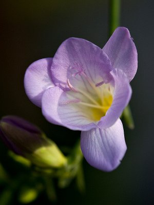 Lovely Purple Flower rp.jpg