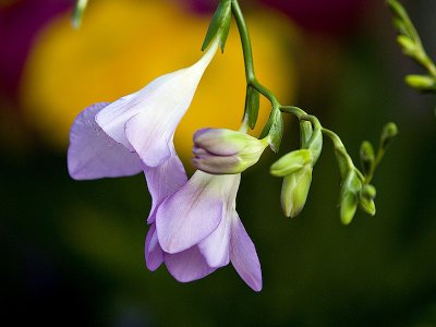 Lovely Purple Flowers rp.jpg
