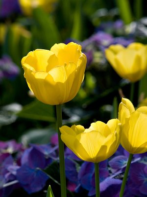 Yellow Tulips 3 rp.jpg