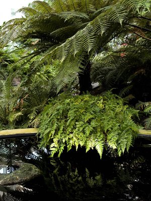 Huge Fern and Reflection_1 rp.jpg