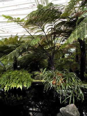 Both Plants in the Pond rp.jpg