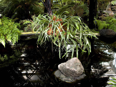 The Other Plant in the Pond rp.jpg