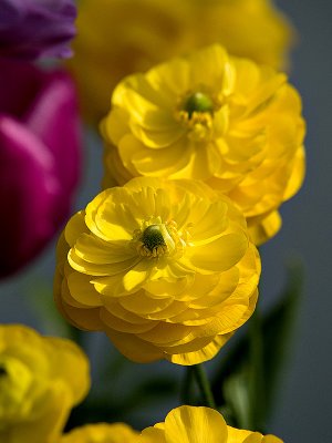 Yellow flowers all in a Row rp.jpg