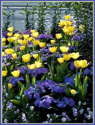 Blues and Yellow Tulips_1 rp.jpg