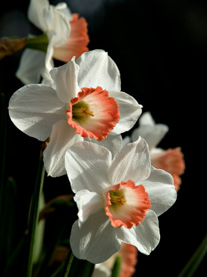 White n Orange Daffodils rp.jpg