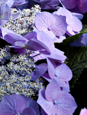 blue-purple flowers rp.jpg