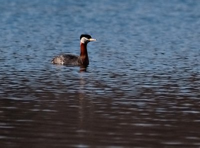 Red-Necked Grebe..