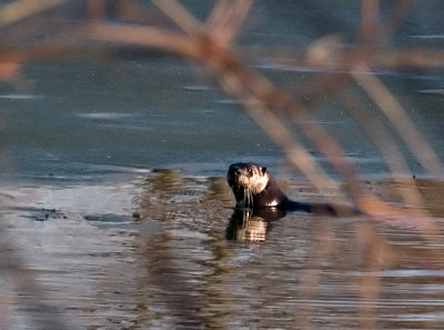 River Otter rp.jpg