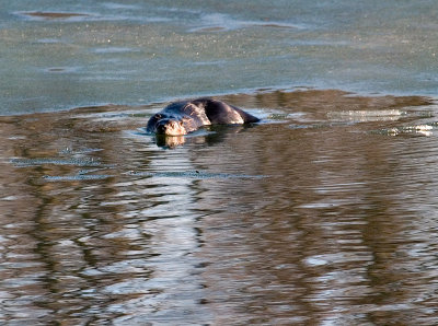 River Otter_2 rp.jpg