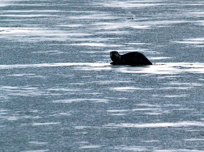River Otter on Ice Cute.jpg