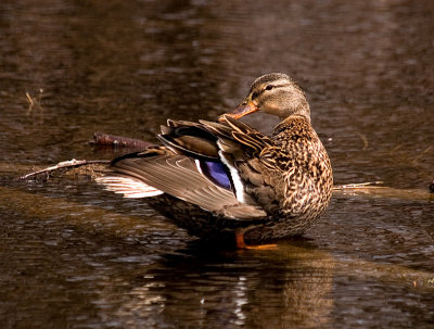 Friendly Mallard Hen rp.jpg