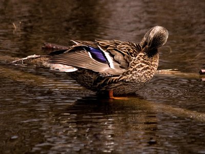 Friendly Mallard Hen_1 rp.jpg