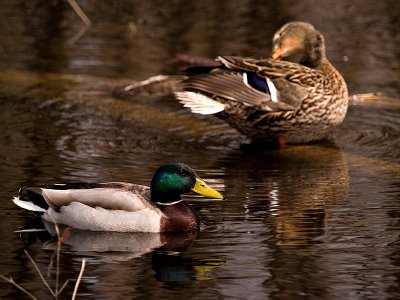 Friendly Mallard Pair_3 rp.jpg