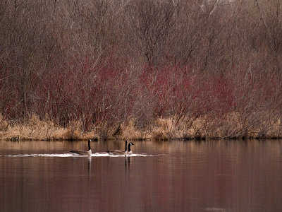 Geese Lake Redbushes rp.jpg