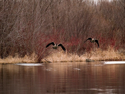 Goose Pair in Flight Over Lake rp.jpg