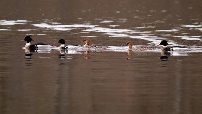 Beautiful Ducks, the Red Breasted Merganser