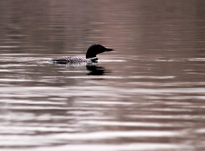 Another Loon 