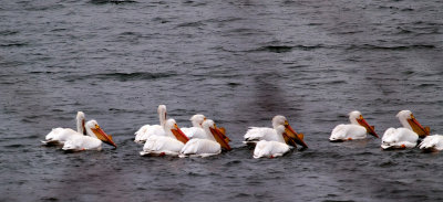 Pelicans on Lake Snelling
