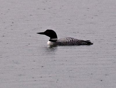 Loon in the Pouring Rain.jpg