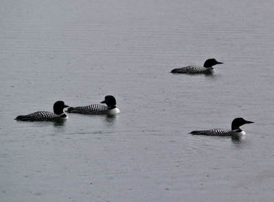 Loons in the Rain_2 rp.jpg